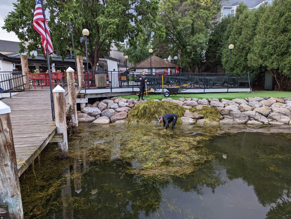 Commercial waterfront weed removal