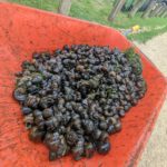 Zebra Mussel Removal