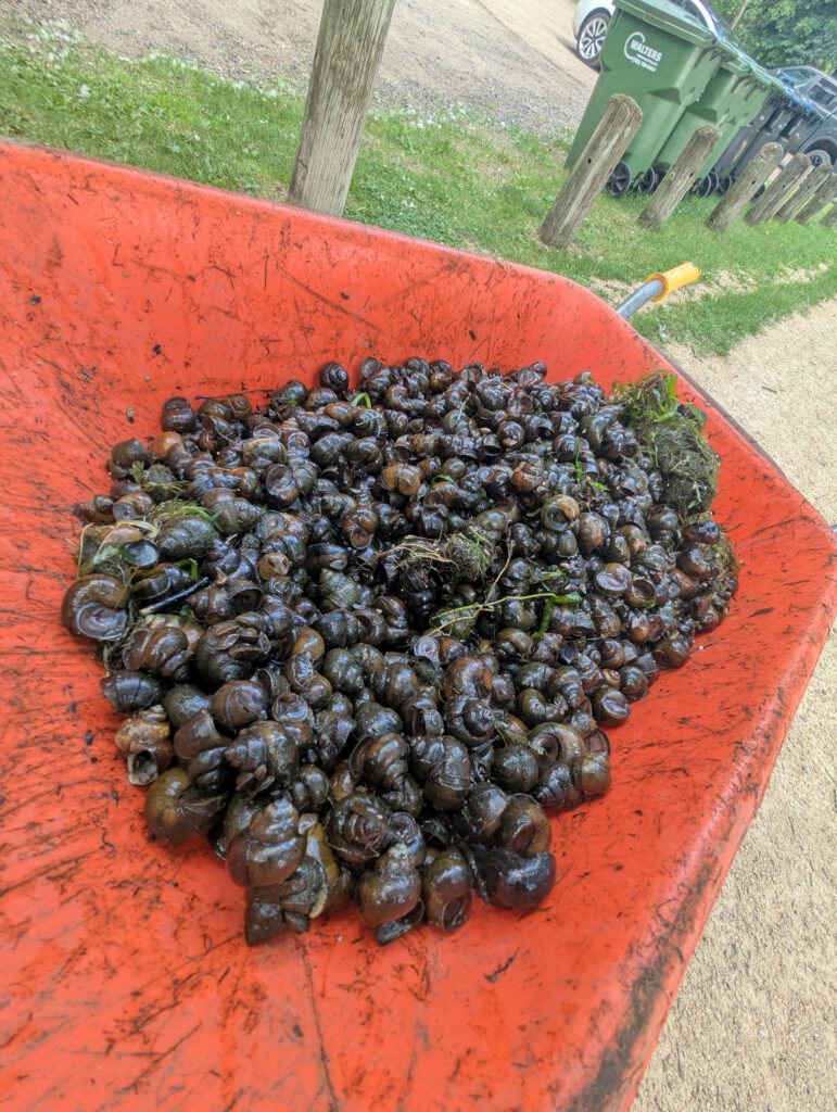 Zebra Mussel Removal