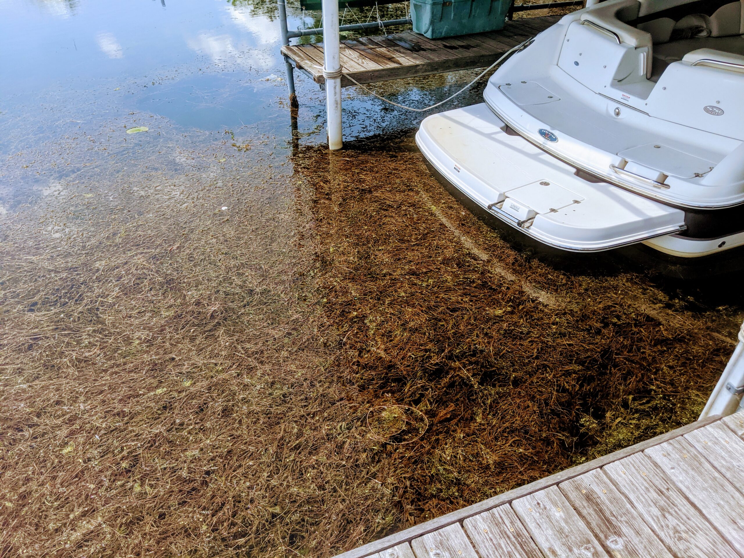 Before — Lake Weed Removal – Lake Minnetonka